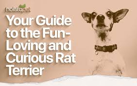 rat terrier dog breed rament