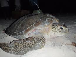 Evalúan vulnerabilidad de tortugas marinas ante múltiples amenazas