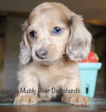 Dachshund puppies for sale in texas. Muddy River Dachshunds