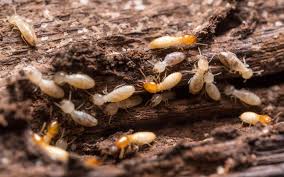 subterranean termite season in texas