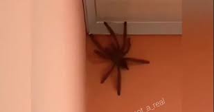 une araignée géante découverte dans une