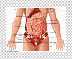 Abdomen Human Body Organ Human Anatomy Stomach Png Clipart