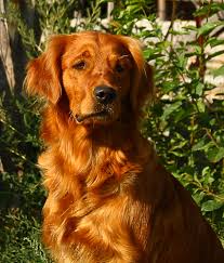 Of all the golden retriever colors, dark gold is one of the most striking. Windy Ridge Goldens Golden Retrievers Oregon