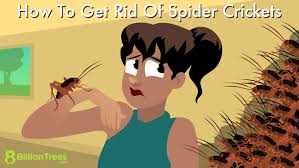 How To Get Rid Of Spider Crickets