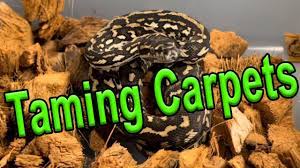 taming carpet python hatchlings you