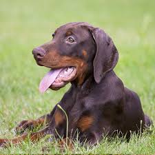 We will have black/rust puppies, males and females and possibly if we are lucky some. Find Doberman Puppies For Sale Breeders In California