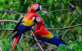 colorful parrot 1080p 2k 4k 5k hd