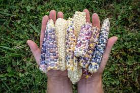 how to grow use glass gem corn the