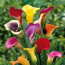 mixed calla lily bulbs spring flower
