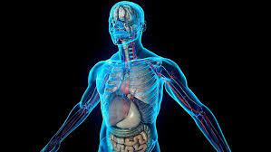 organ of the human body 1080p 2k 4k
