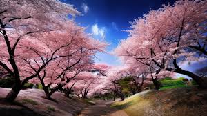 background seoul bunga sakura pohon