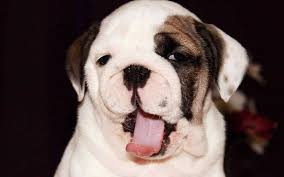 Read more about this dog breed on our english bulldog breed information page. How Much Should I Feed My English Bulldog Puppy Love And Kisses Pet Sitting Nc