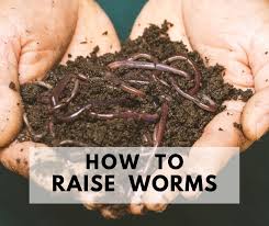 start raising worms naturally red