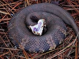 cottonmouth or water snake fear