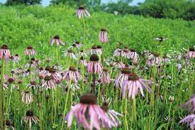 Prairie wildflowers mary jurenka photography. These Mild Mannered Native Plants Will Behave In Any Garden Chicago Tribune