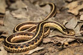 Of the 254 counties in texas not one of them is snake patterns can be roughly classified as striped or banded lengthwise, as in lined or garter snakes; Garter Snakes