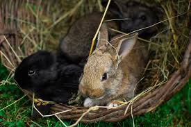 Do Rabbits Eat Their Babies The