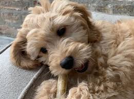 Always do your best to provide a healthy and balanced diet for your puppy by choosing one of the trusted brands listed. Your 2021 Guide To The Best Dog Food For Goldendoodles K9 Web