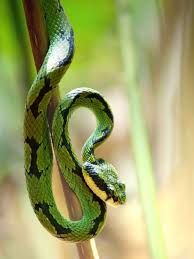 25 green snake in dream meaning and