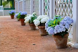 Blue White Garden Design Ideas