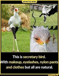 facts wiki ss this is secretary bird