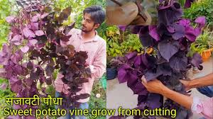 how to grow care sweet potato vine