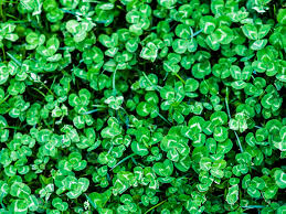a guide to clover lawns pros cons