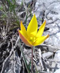 Tulipa sylvestris australis - Wikipedia