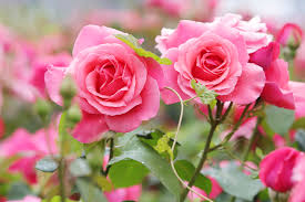 rose 4k pink rose pink flower hd