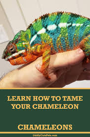 Veiled chameleons don't have very long lifespans when compared to other. How To Tame A Chameleon Chameleon Pet Chameleon Care Chameleon