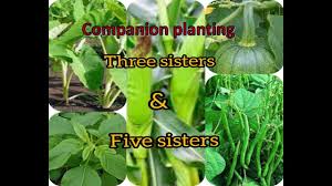 companion planting three sisters