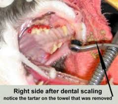 Dental Problems In Cats Manhattan Cat Specialists Articles