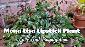 mona lisa lipstick plant aeschynanthus