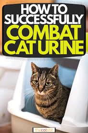 how to successfully combat cat urine a