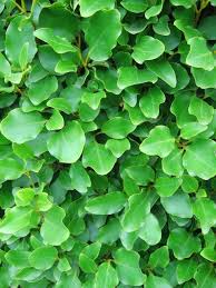 Which Hedge Hedging Plants Explained