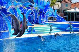 Buy your seaworld tickets now! Seaworld San Diego Don T Miss A Thing