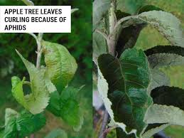 6 causes of curling apple tree leaves