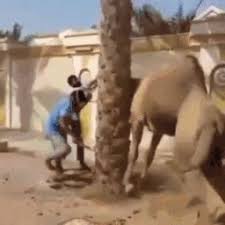 Easy climb with a beautiful view. Camel Picks Up Man With Its Mouth Gif On Imgur