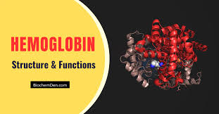 hemoglobin structure function and its