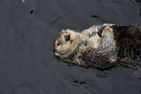 sea otter hd wallpapers und hintergründe
