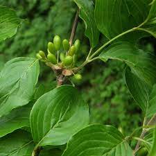 Cornus officinalis (Asiatic Dogwood, Japanese Cornelian Cherry) – MySeedsCo
