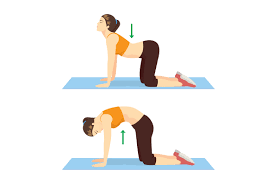 The benefits of this synchronized breath as you exhale, come into cat pose while rounding your spine outward, tucking in your tailbone, and drawing your pubic bone forward. Yoga Pose Cat Cow Illustration Mather Hospital