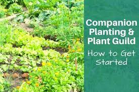 Companion Planting And Plant Guilds