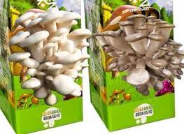 affordable mushroom kit