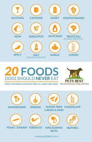 Data Chart 20 Foods Dogs Should Never Eat Infographic Tv