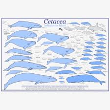Whale Size Chart All Whales Size Comparison 2026527