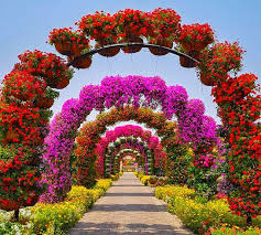 12 amazing facts about dubai miracle garden