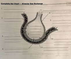Alveolar Gas Exchange Diagram Quizlet