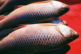 rohu fish nutritional profile health