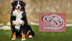 faq s about tapeworms in dogs